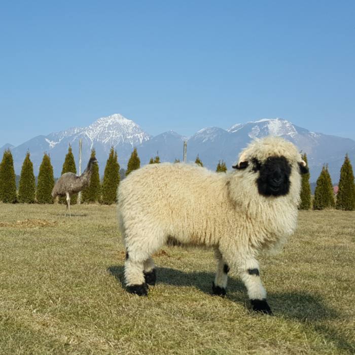 Črnonosa Švicarska ovca 53