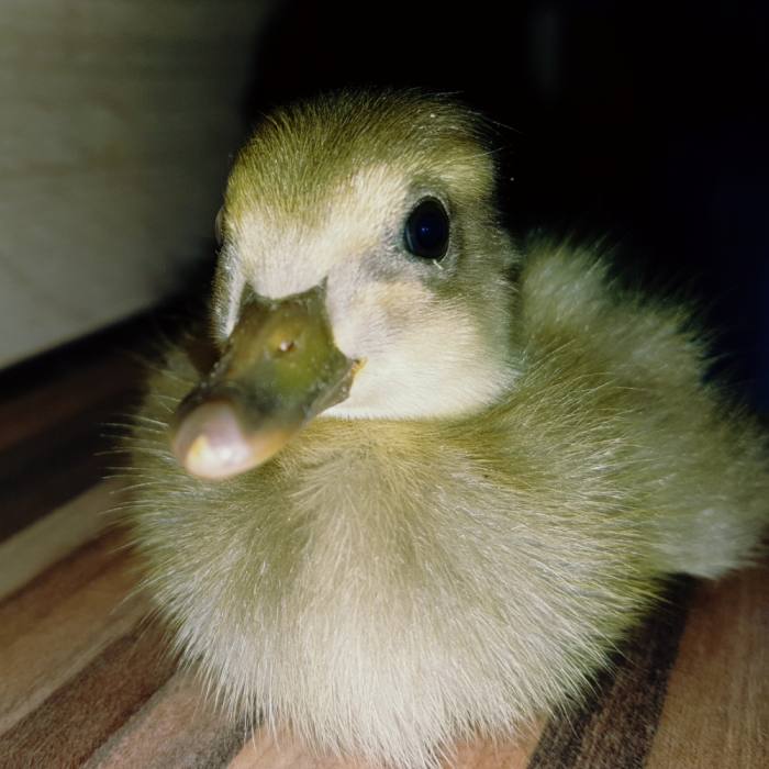 Indijska tekačica 75