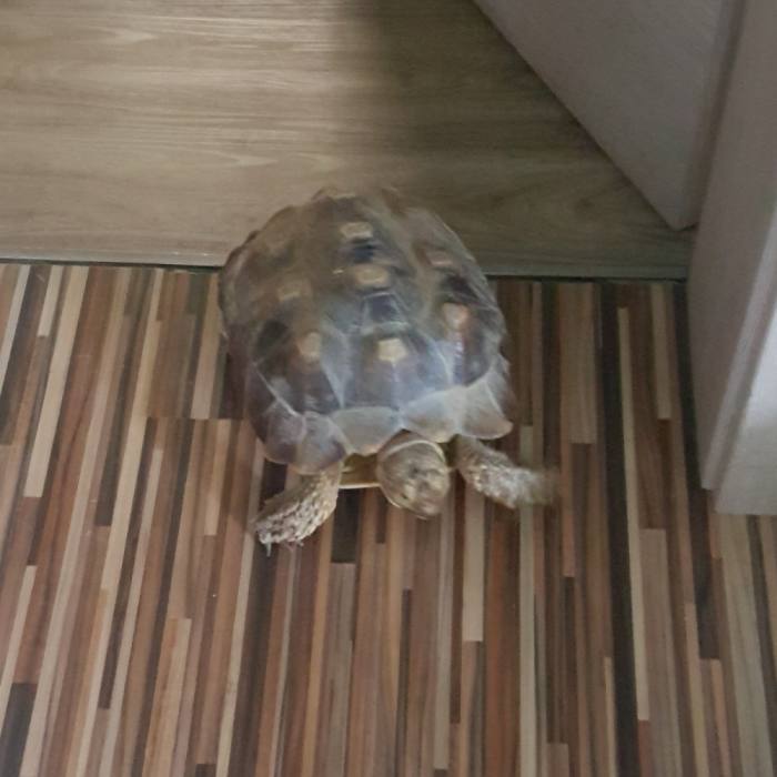 Afriška ostrogasta želva 63