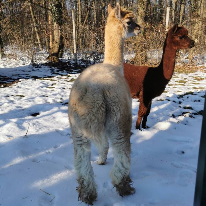 Alpaka 269