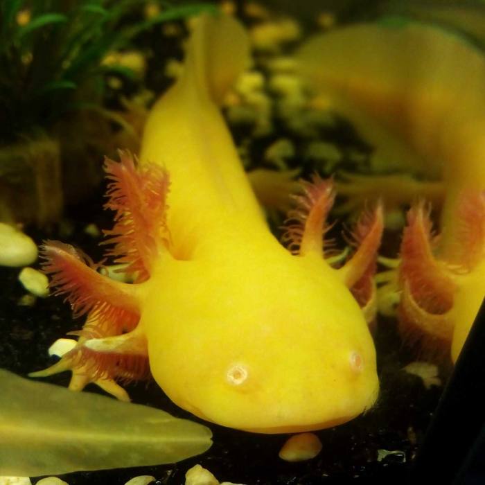 Aksolotl 39