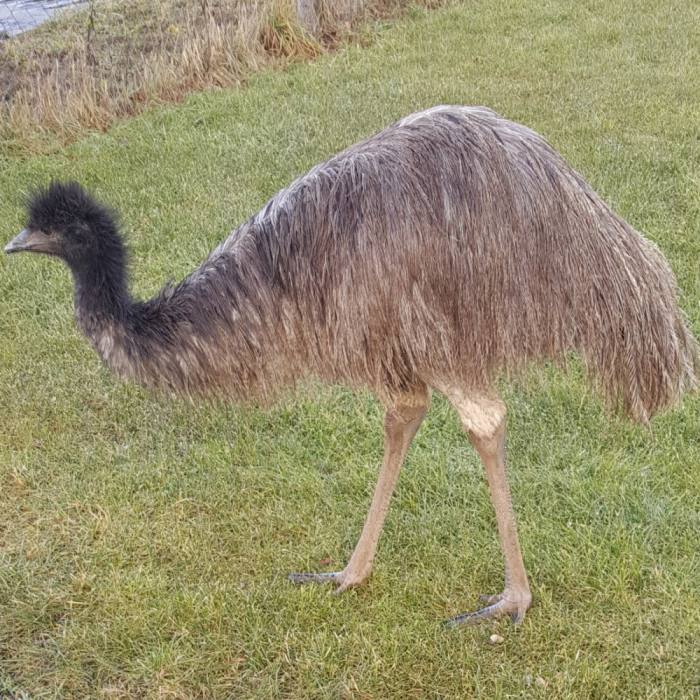 Emu 40
