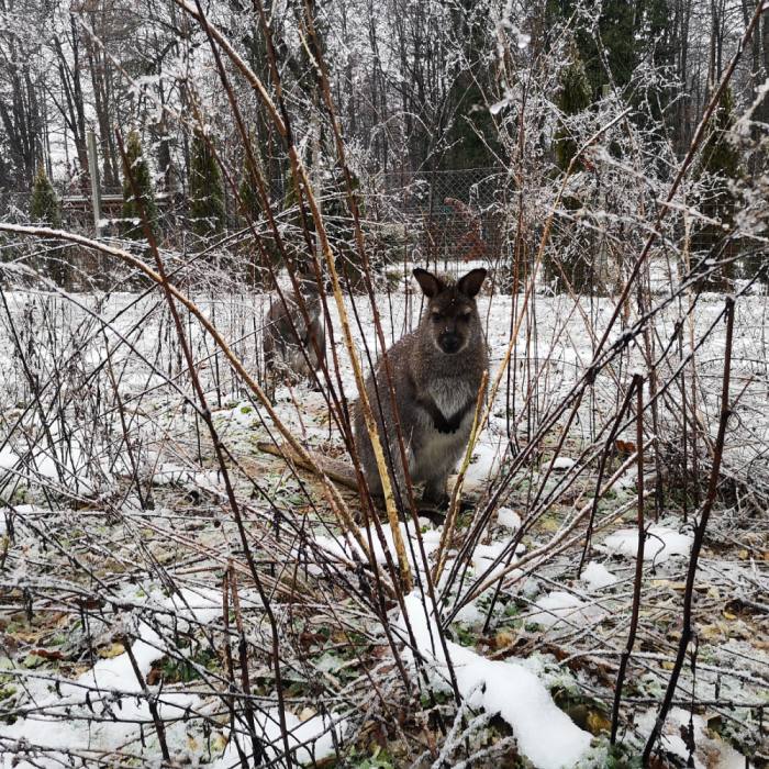 Kengeru rdečevrati wallaby 225