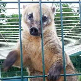 Nosati medvedek - Koati 183