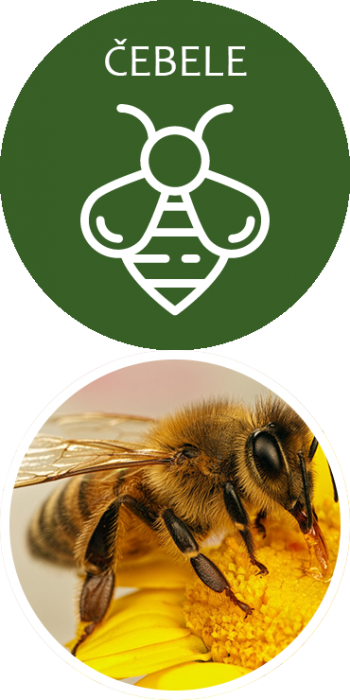 ČEBELE